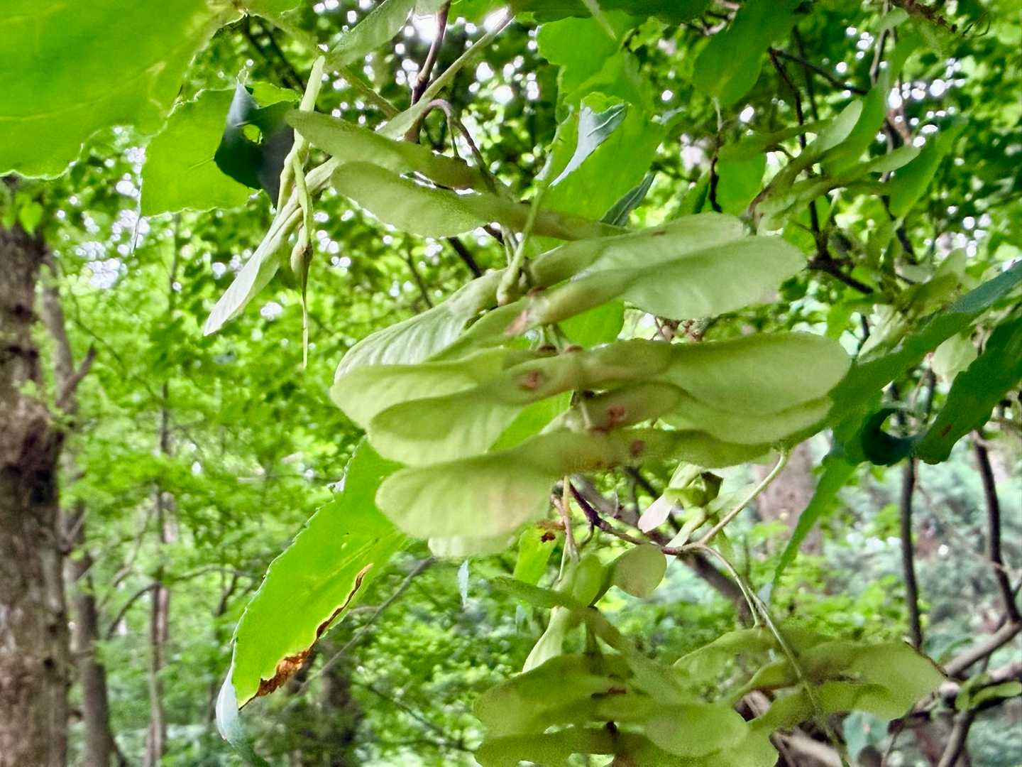 ウリハダカエデ
プロペラみたい。種が入ってるのかな。