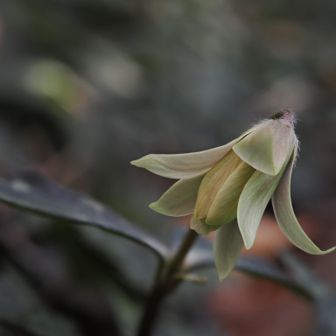 う～んと、ユキワリイチゲさん？も
一輪登場