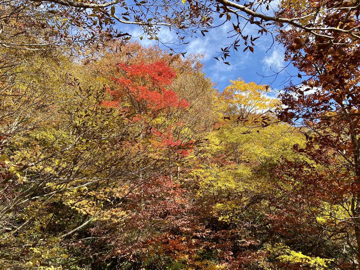 鮮やかな赤