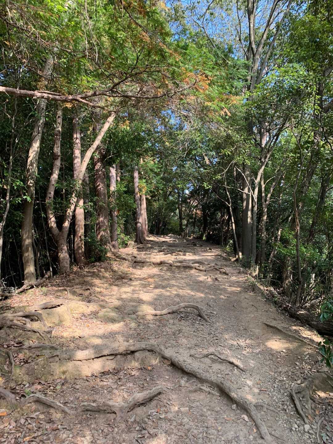 稲荷山コース入口-稲荷山-一丁平園地 往復コースの写真