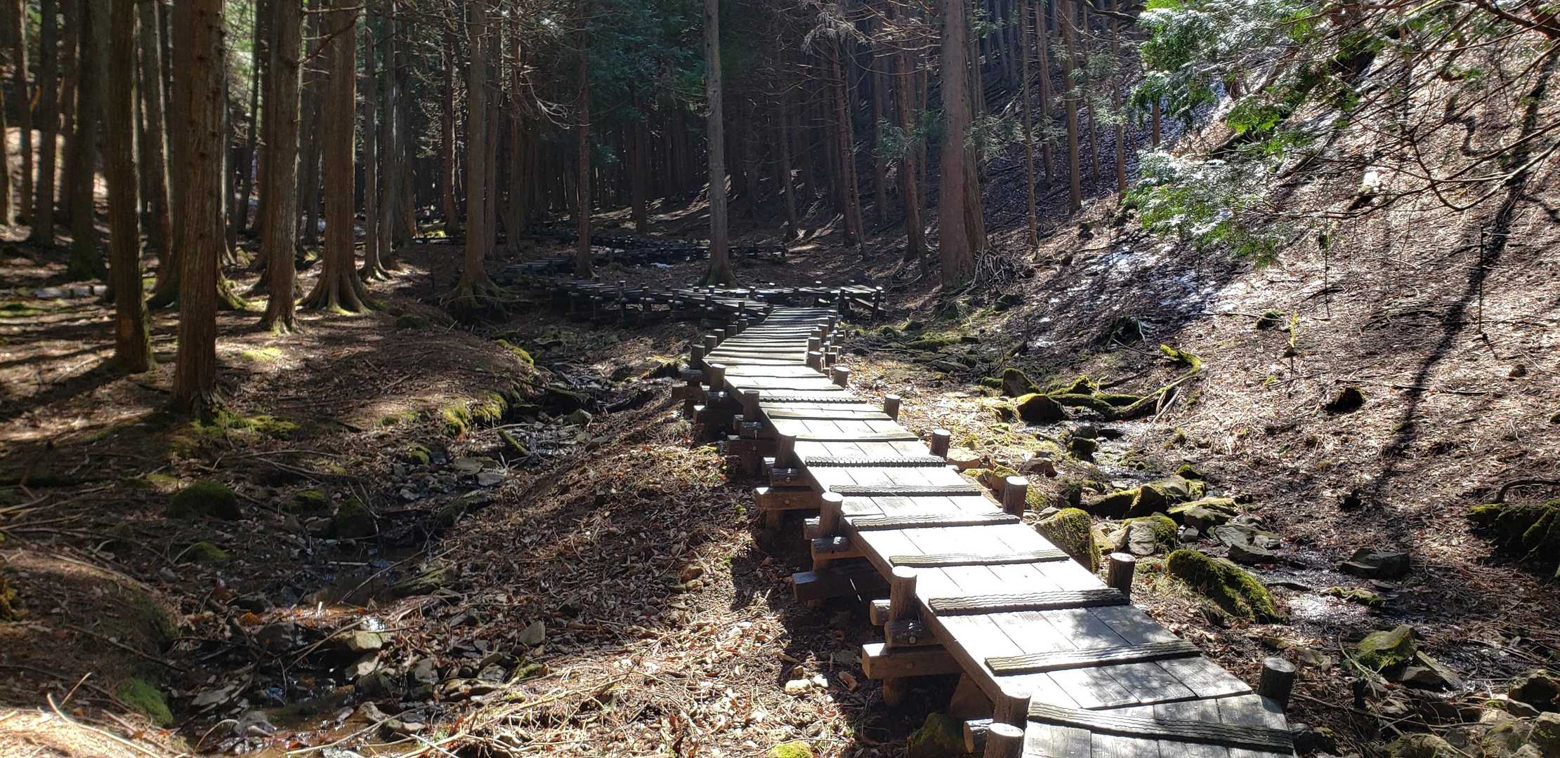 群生地はこんな感じで木道になってます