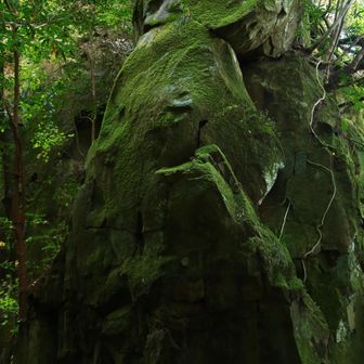 苔ファンにはたまらんよ🟢