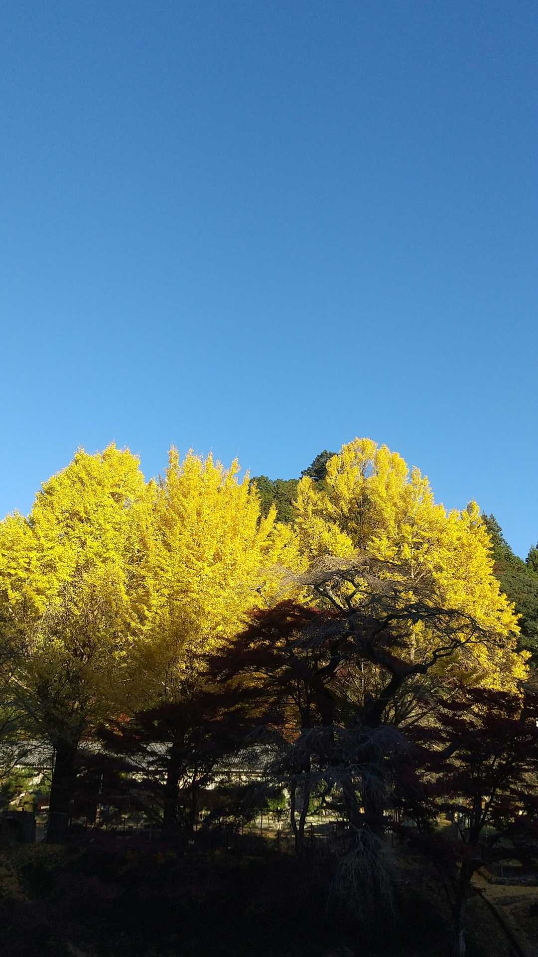 鳳来寺バス停-瑠璃山 往復コースの写真