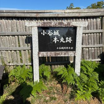 山頂の小谷城本丸跡。🏯
ここから高松山に向かう。