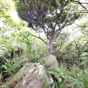 矢山▲325m　眺望無し　後悔>⁠.⁠<