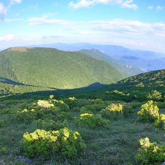 フトウガ峰から達磨ヶ峰を望む
自分の足跡を辿る
斜光線　アセビのてっぺんを照らす