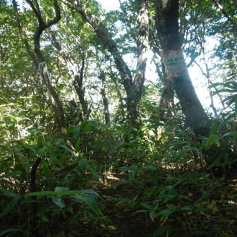 後ほど霧島権現分岐点からここまで登り返す
