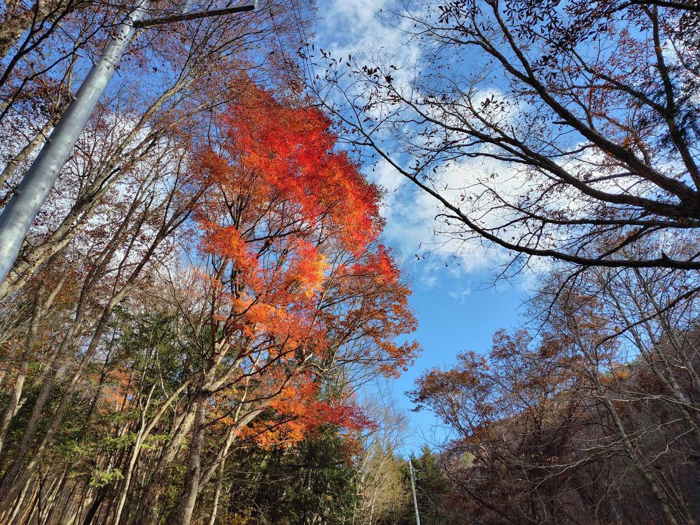 登山口の紅葉