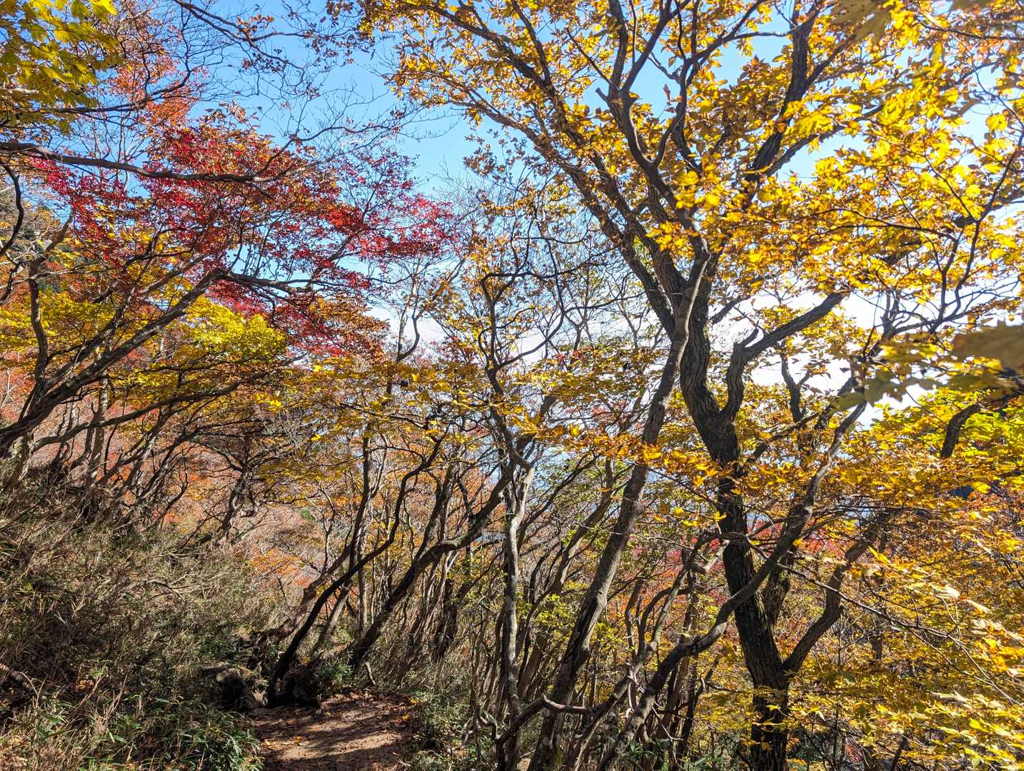 ここからは美しい紅葉をお楽しみください🍁
