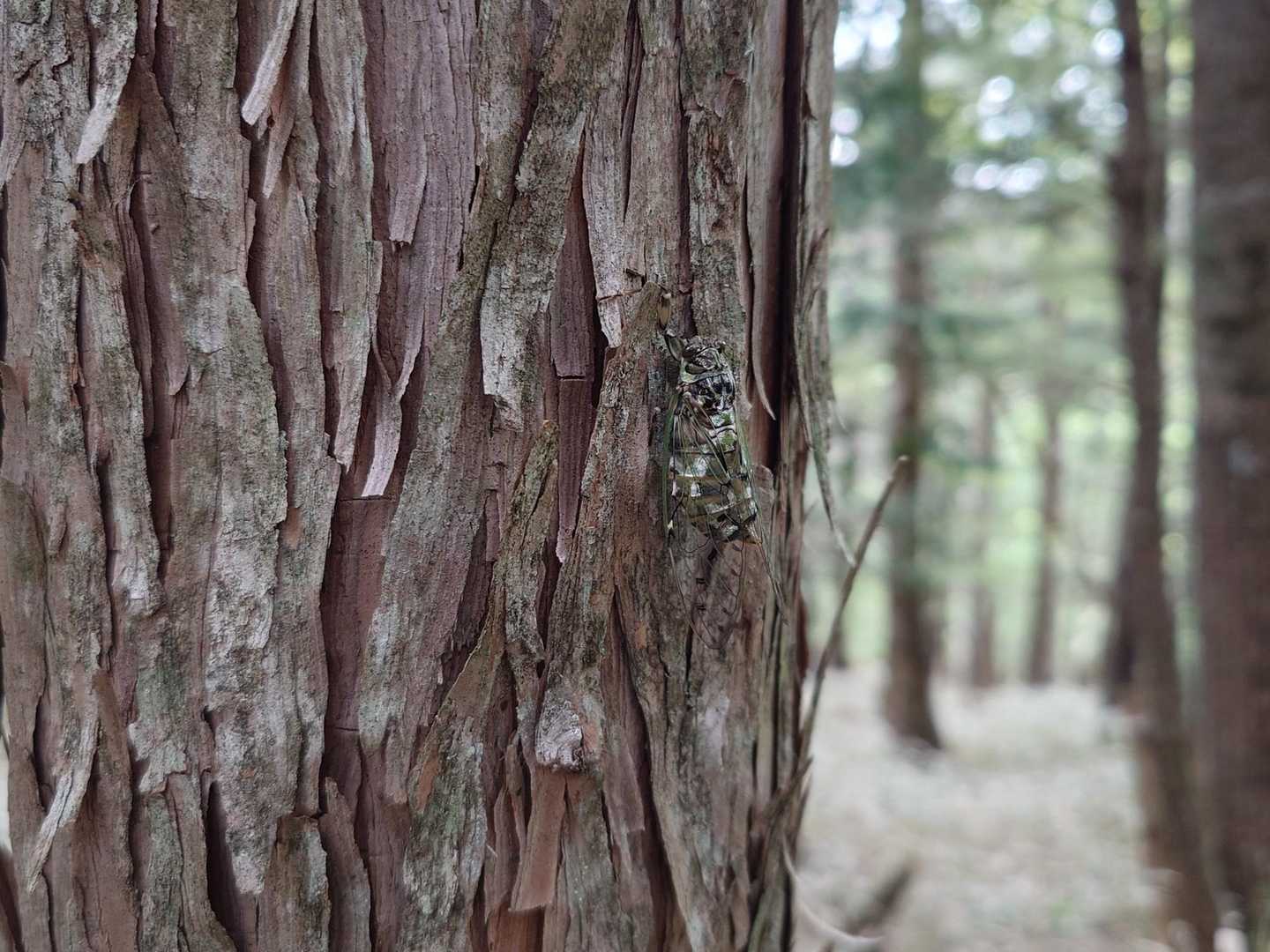 セミさん発見 ‼️
エゾハルゼミ❓流石、大台ヶ原🤔🥰