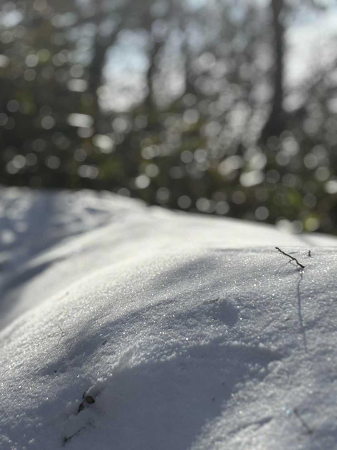 新雪の木漏れ日は、綺麗だ〜