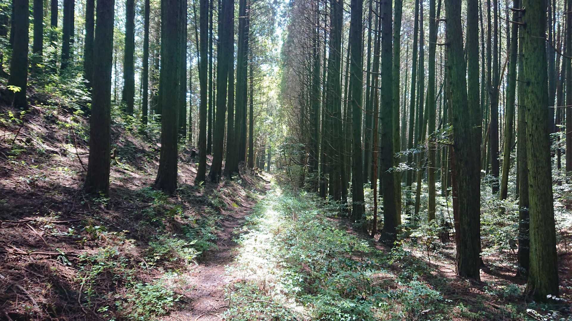 木漏れ日がいい🌳
