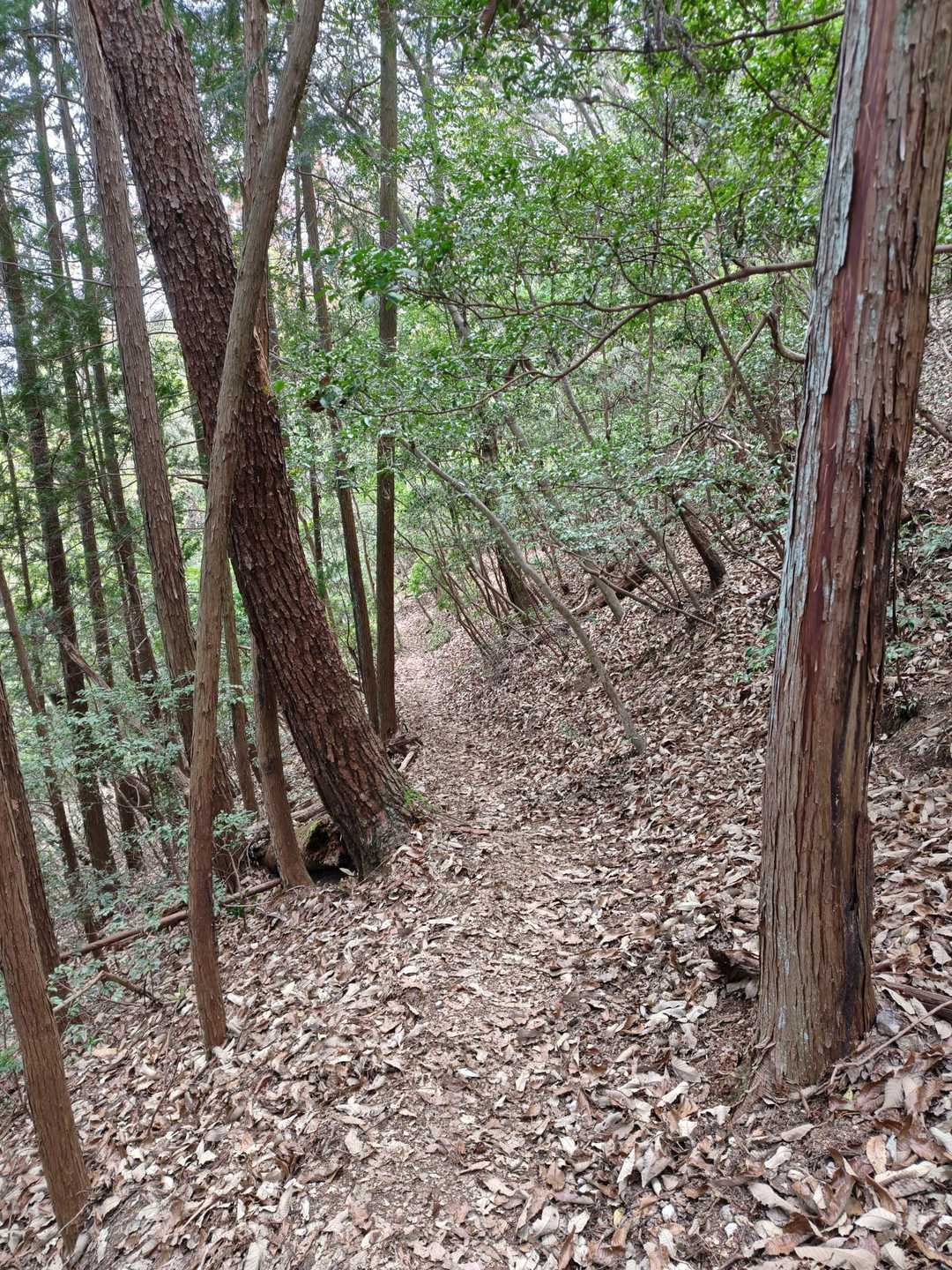 歩きやすい登山道です