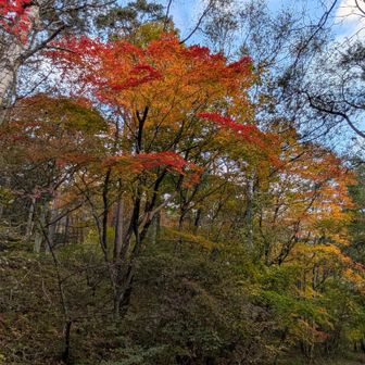 紅葉がきれい✨なんとか間に合った！
