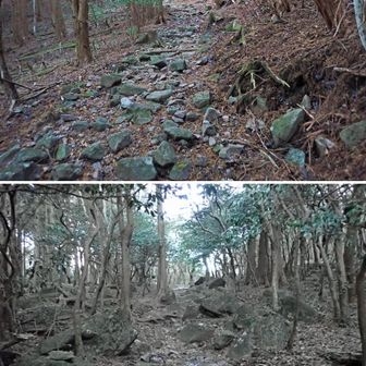 登山口から最初のコルまで延長200mほどヒノキ林内のコースを登ります。