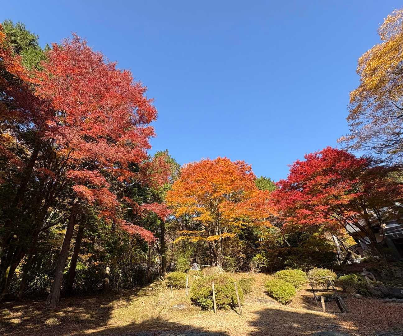 公時神社境内の紅葉🍁
紅葉にも個性があるのでグラデーションをゆっくり楽しめる場所です｡中央付近の小高い丘の上にもマサカリが鎮座しています👀
そして何はともあれ､無事の下山に感謝｡
おつかれさまでした♪
下山時は多くの方とスライドしました｡
数えはしませんでしたが200人以上はいました｡11月中旬の週末､良き天候の下､幸せな山歩きの時間を過ごすことができました😚
おしまい…｡
なんですが､車での帰路に紅葉🍁スポットに立ち寄りマシタ…､
