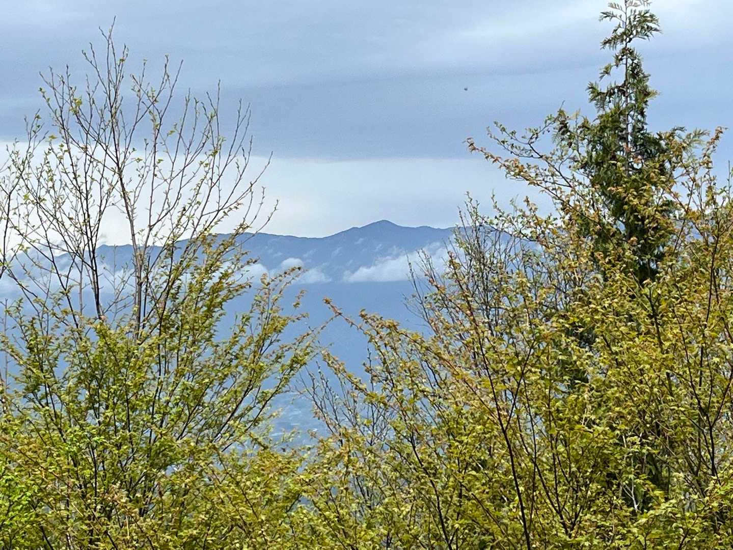 虻川登山口-トチノキ-鬼面山 往復コースの写真