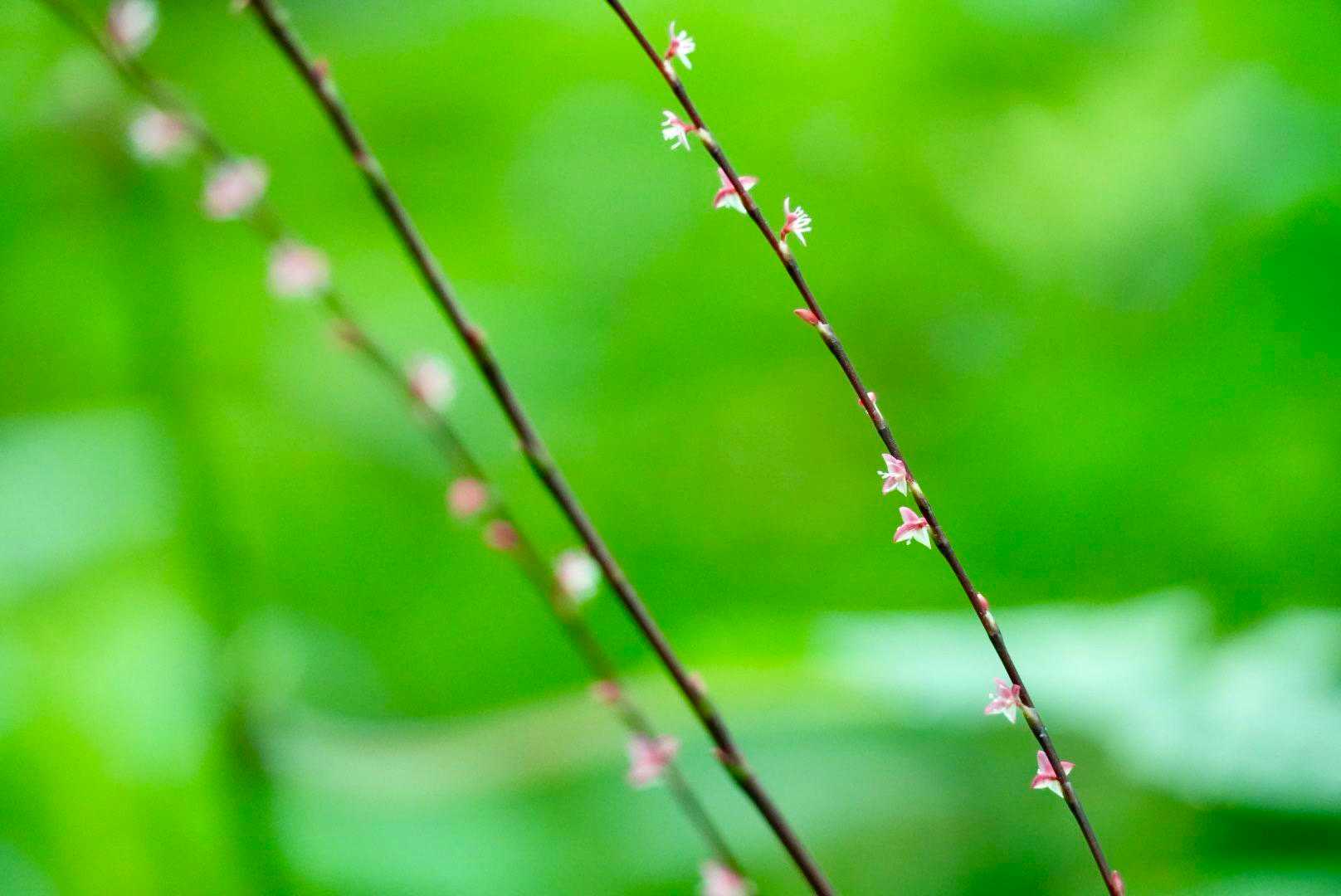 ミズヒキのお花が開いてる