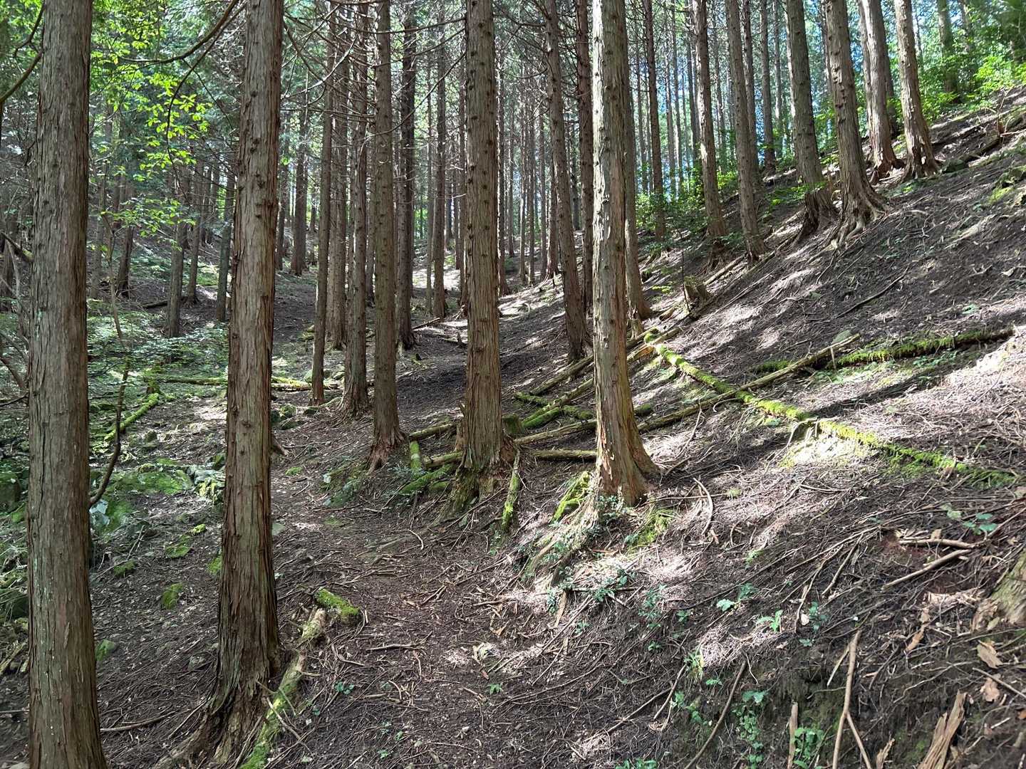 湿地帯を抜けて、杉林を緩やかに登て行く😇