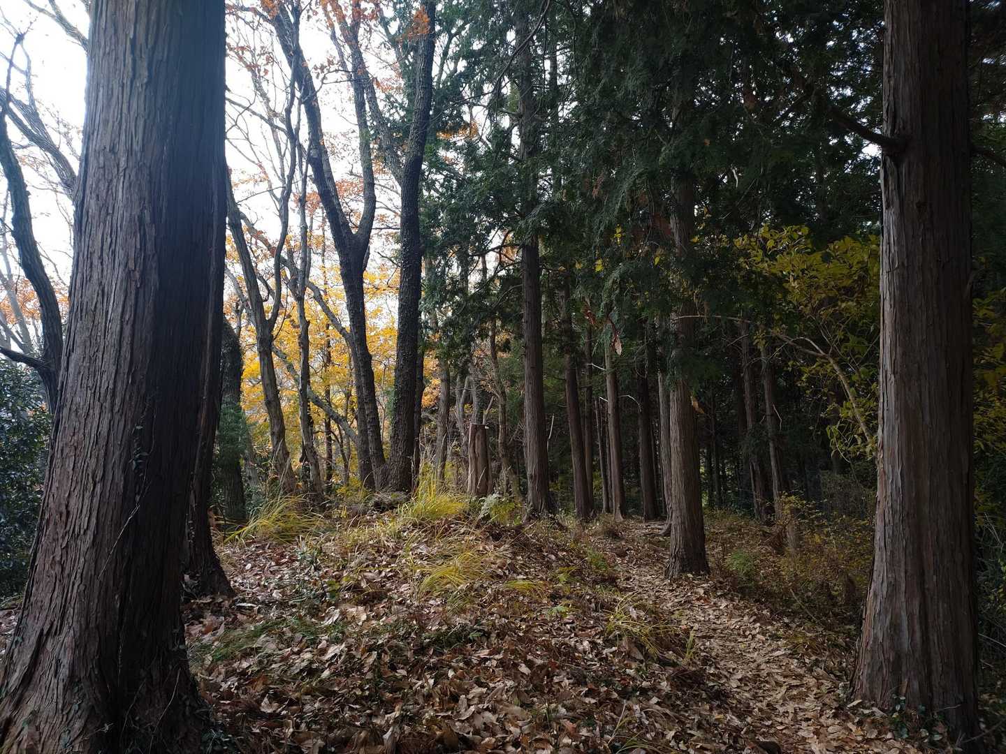 またなだらかになり　（なんならずっとこのなだらかがいい→心の叫び😂）