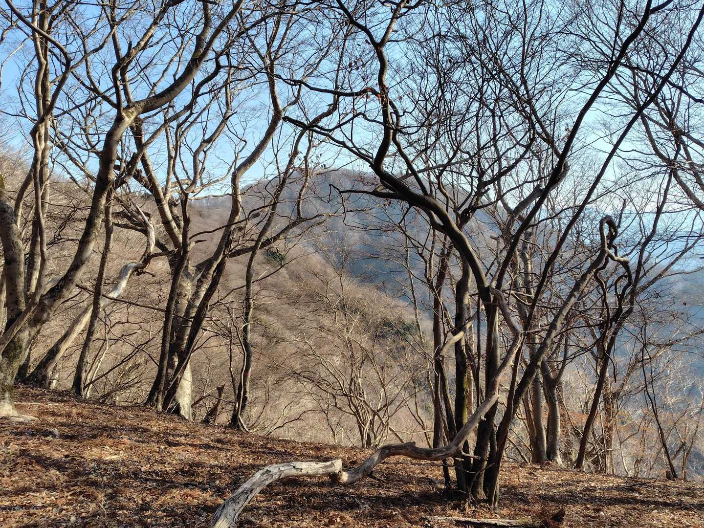 長い急登が終了すると山頂まで緩やかな稜線💡落葉した木立の間から権現山🌈
