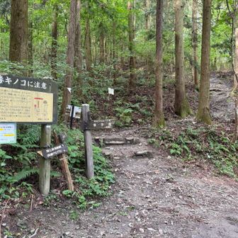 １０分歩いてやっと宝登山登山口⛰️