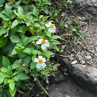 タチアワユキセンダングサ？