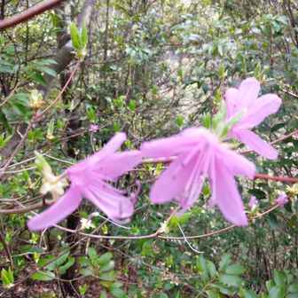 三つ葉躑躅が咲いている