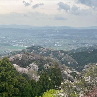 桜は山を華やかにしてくれますね🤗