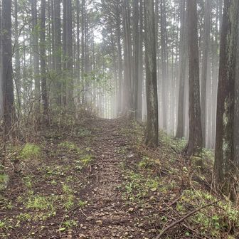 小楢峠からは林道を歩き城山を目指す