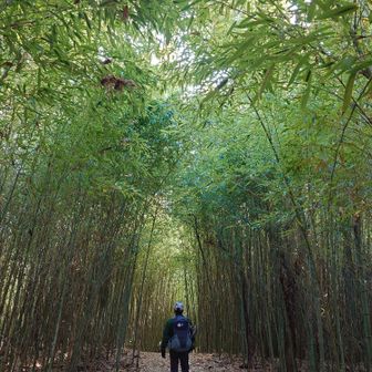 これは嵐山なんかより全然風情があっていい