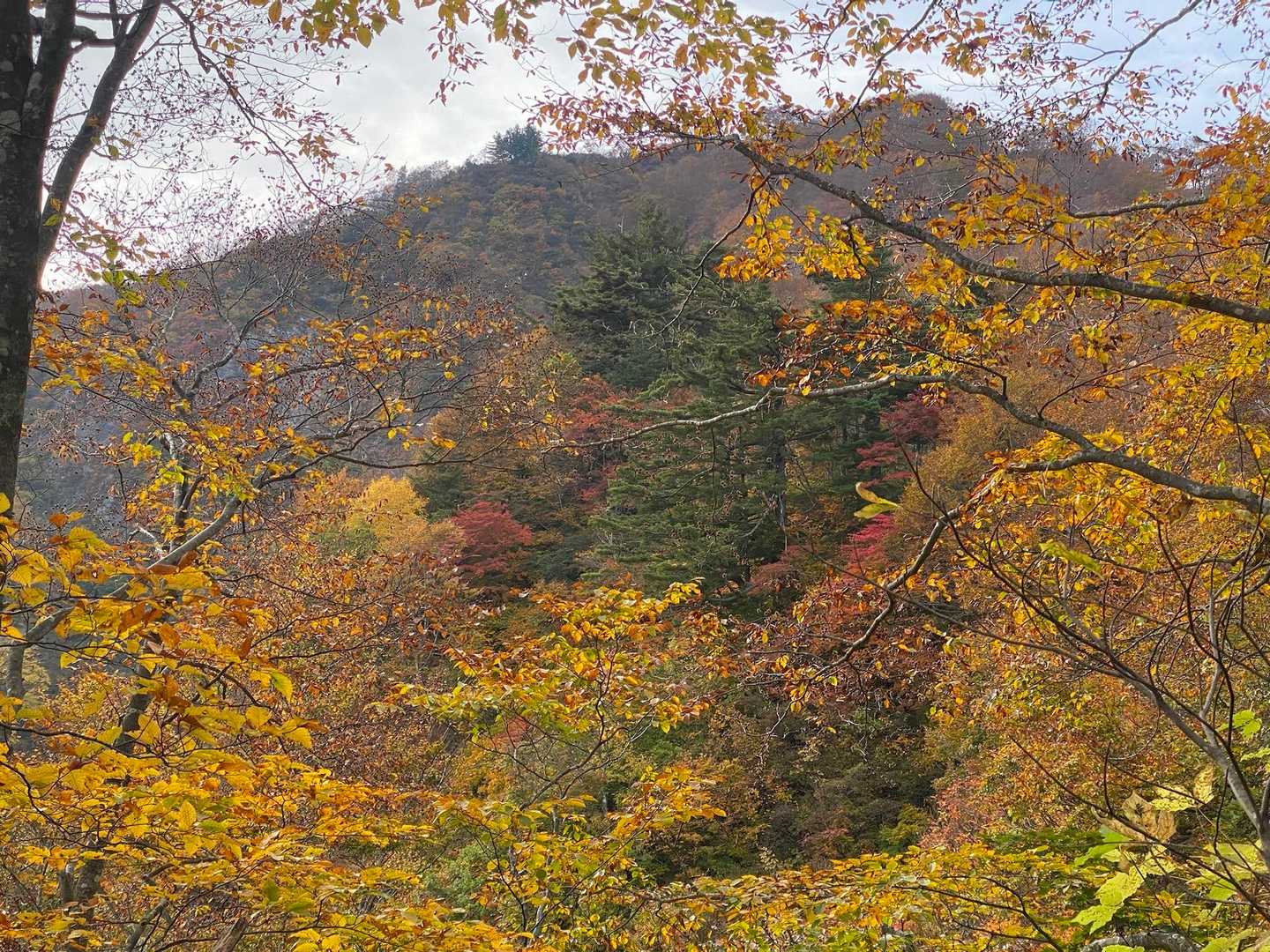 尖山-頭殿山 周回コースの写真