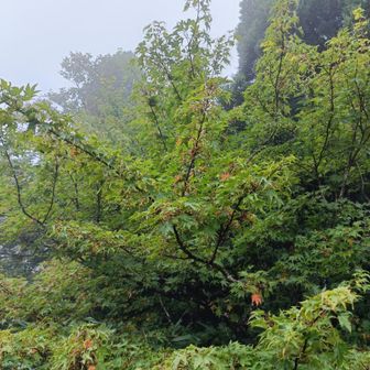 山頂広場の紅葉🍁