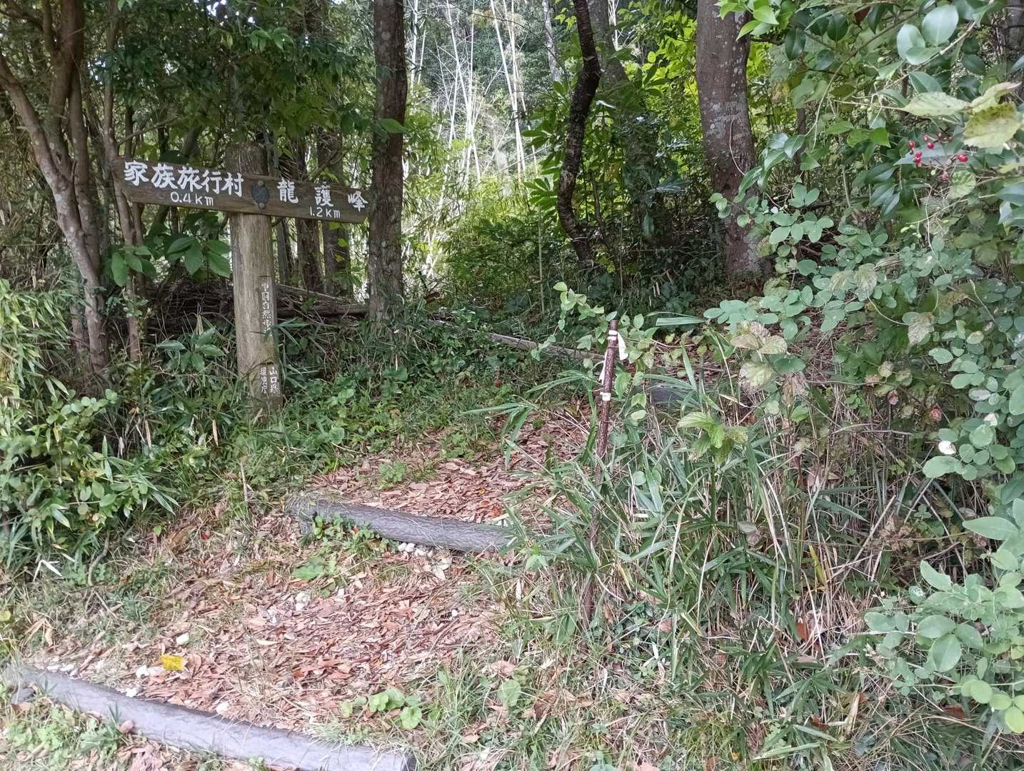 右に曲がり林の中へ。