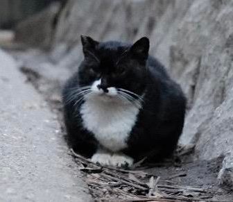 無尽バリバリ猫歩