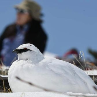 ネフェルティティ