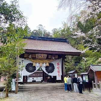 神門右手の桜も満開
