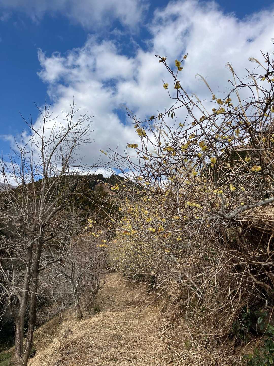 杉尾山 往復コースの写真