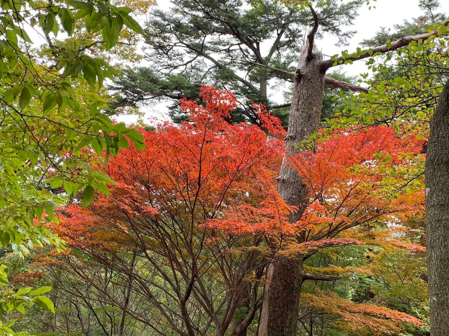 今季、最高の紅葉景色に大満足でしたありがとう