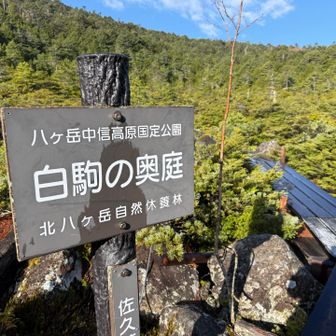 初の白駒の奥庭でしたが、滑る木道のせいで楽しめなかった…。
終始緊張しっぱなしです。