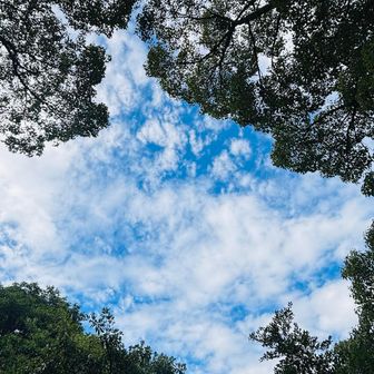 下から覗くと青空と雲の模様がいい。
