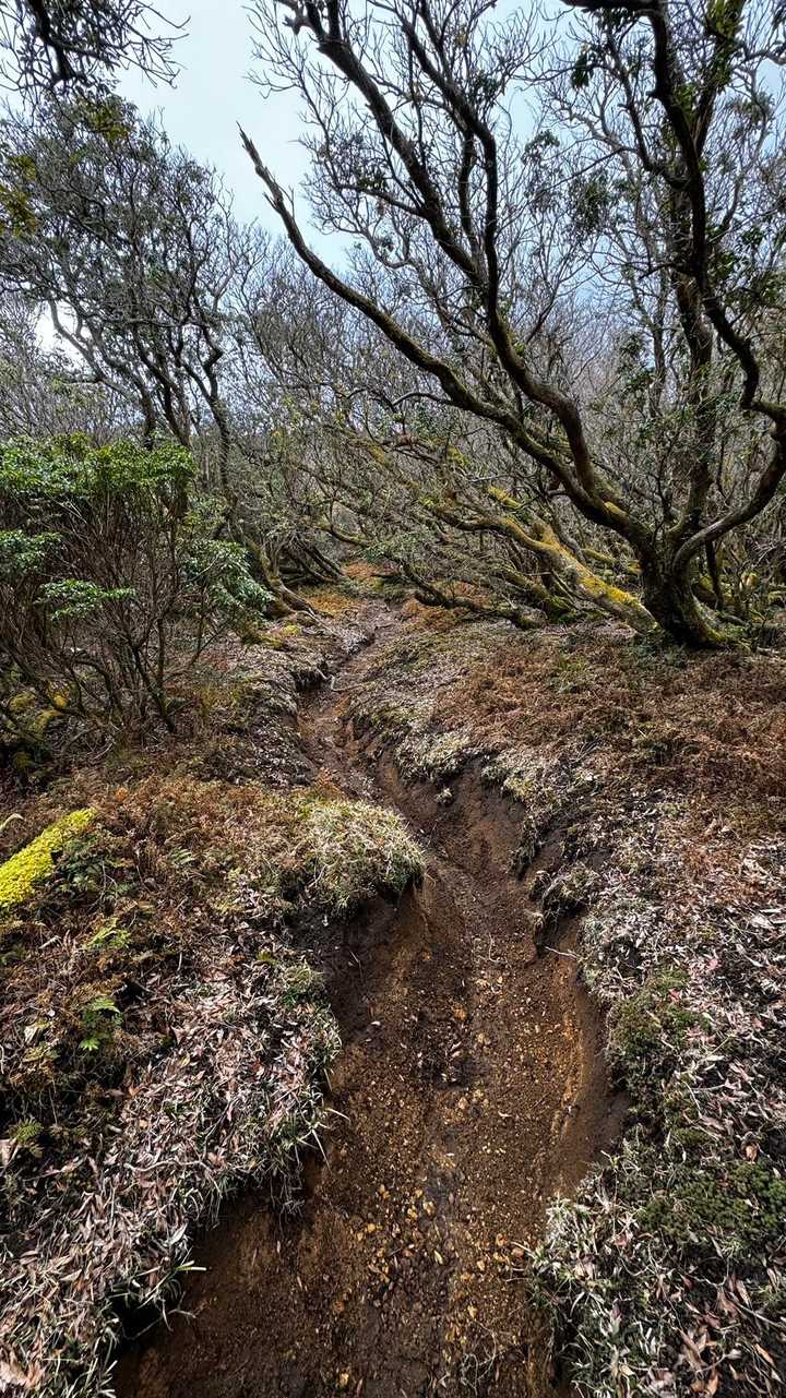 伊豆山陵線トレイル（三蓋山・水呑頭・猫越岳・後藤山・魂の山・棚場山・伽藍山・古稀山・達磨山・小達磨山） の写真 25