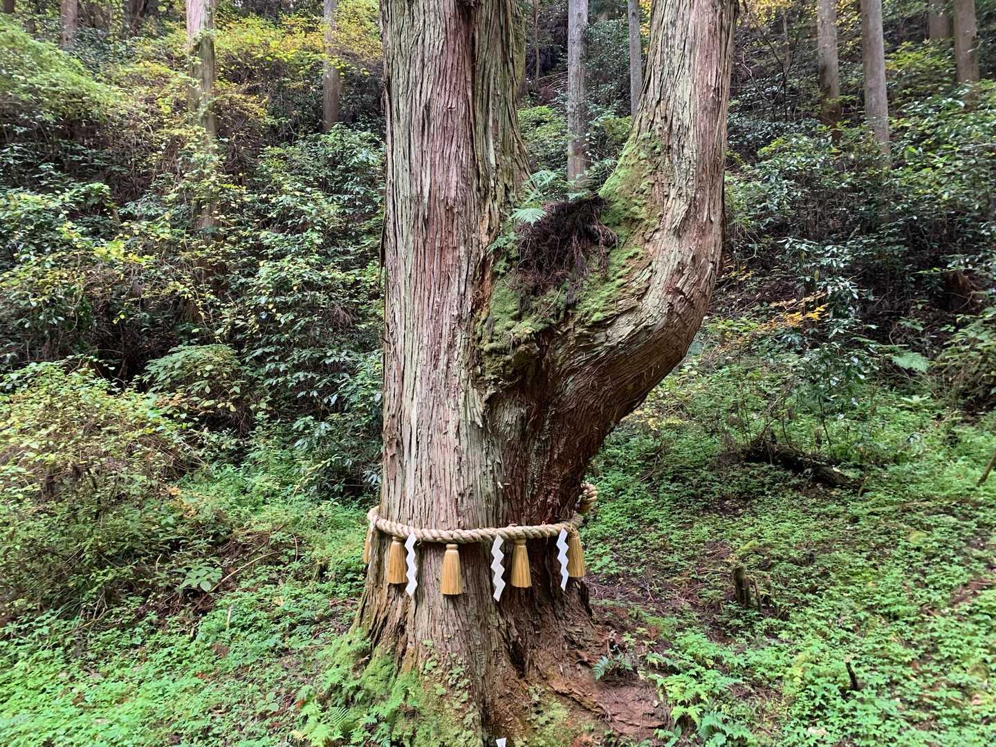 大きい杉の木🌲