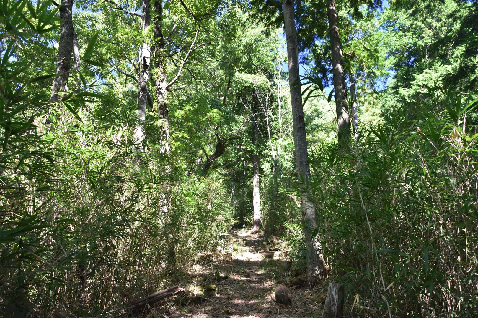 サックサクの登山道
