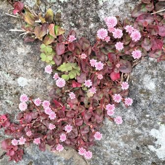 熊野古道 小辺路 たくさん💕