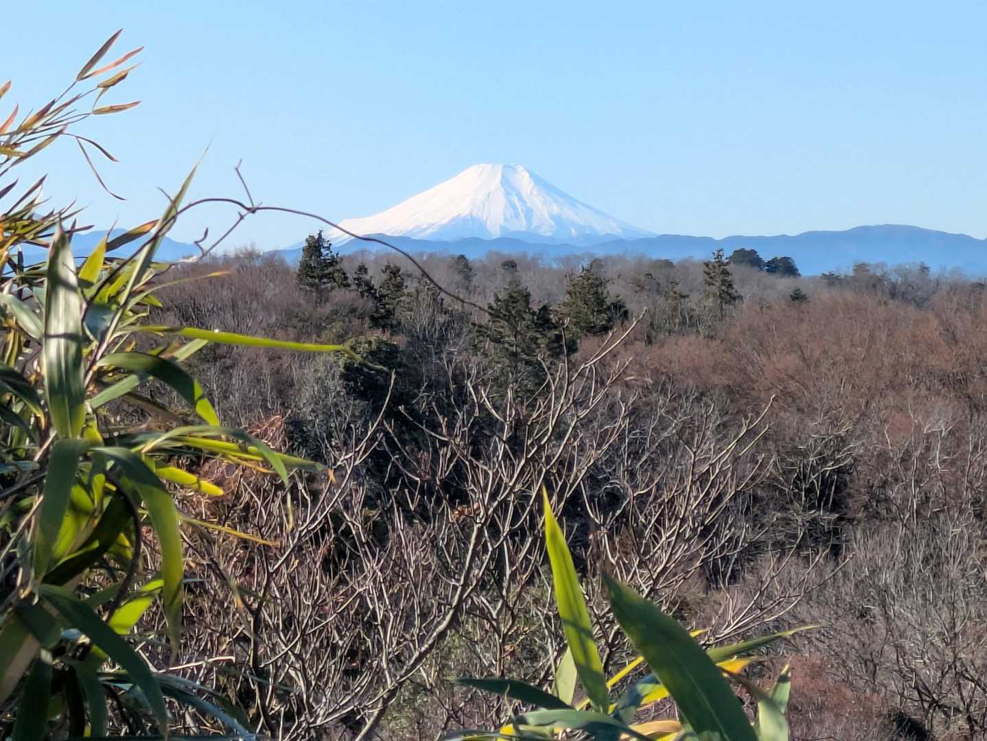 狭山富士からの富士山