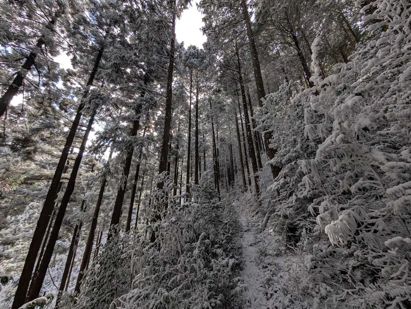 権現山 往復コースの写真