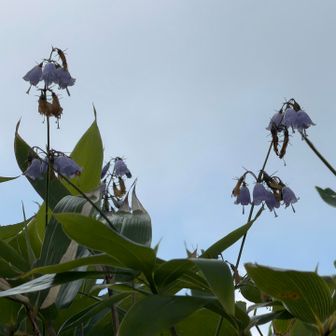 弥陀ヶ原のバス停の近くにあるのよ