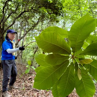 ホウバの木で、遊ぶ😊　
残念ながら、花は見られませんでした😢
