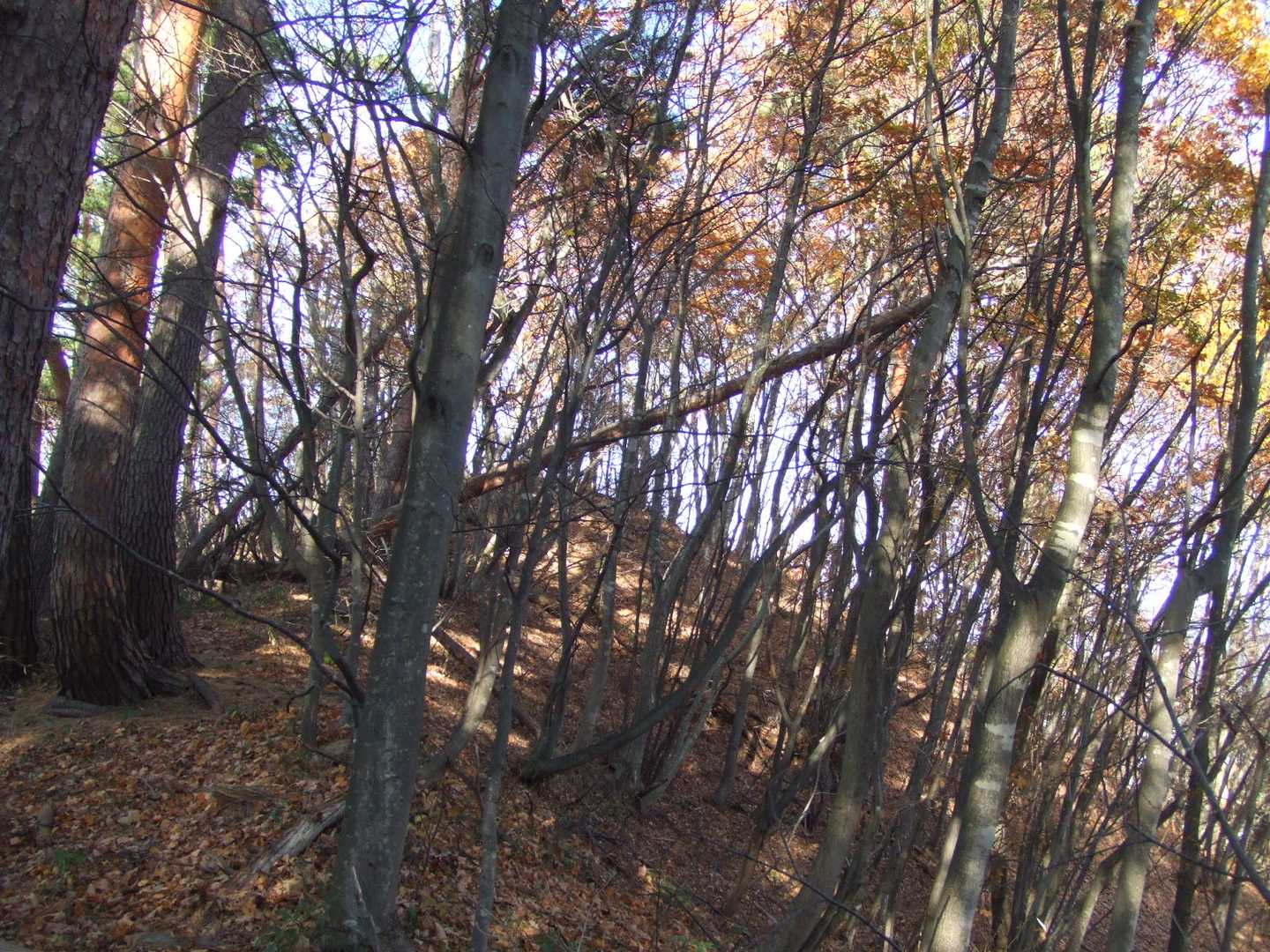 清水山は薄藪の中
